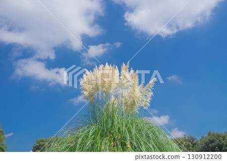 Pampas glas shines in the blue sky Pampas glas shines in the blue sky 130912200