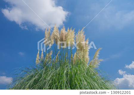 Pampas glas shines in the blue sky Pampas glas shines in the blue sky 130912201