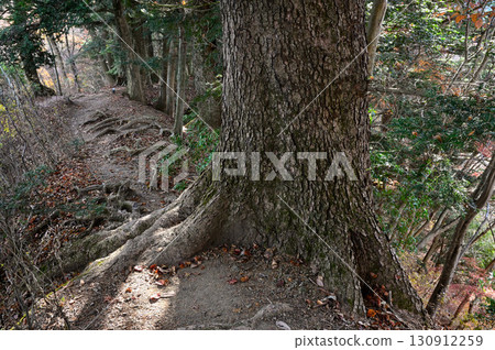 Mount Takatori in Tanzawa: A large fir tree blocking the ridge path 130912259