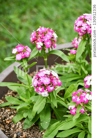 Dianthus 'Noverna Crown' Dianthus 'Noverna Crown' 130912336