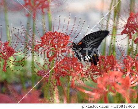 Black swallowtail butterfly / Black swallowtail butterfly swaying among autumn spider lilies 130912400