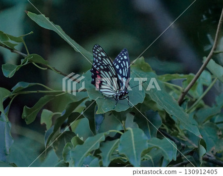 A summer-type male of the specified invasive species Nymphalidae, Acanthoptera scabra, resting on a leaf at dusk 130912405