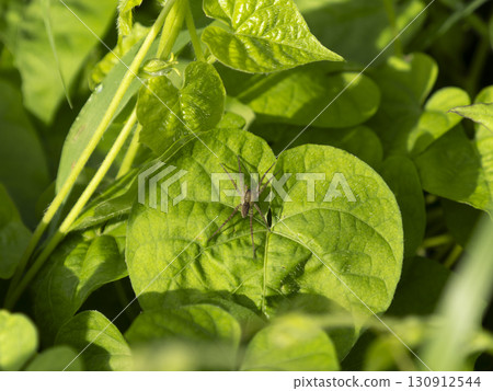 田野裡一片葉子上的蜘蛛 130912544