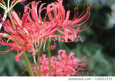 舊芝離宮恩賜庭園內盛開的紅花石蒜 舊芝離宮恩賜庭園內盛開的紅花石蒜 130912551