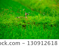 Cargamo 130912618