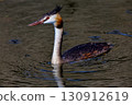 Great crested grebe 130912619