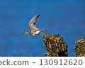 The moment a red-legged sandpiper takes off 130912620