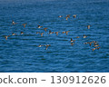 A flock of Wigeons flying 130912626