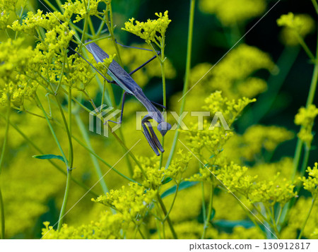 Brown giant mantis (female) waiting for prey on the flowers of the ominaeshi 130912817