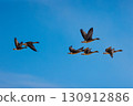 Bean Goose, Flocks of Geese 130912886