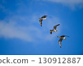 Greater White-fronted Geese Flying in Flocks 130912887