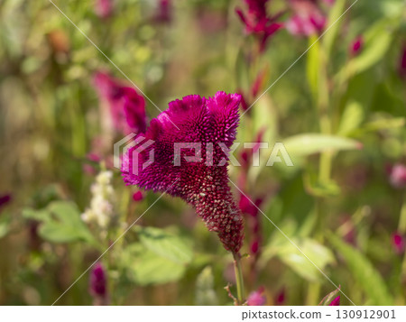 Cockscomb flowers illuminated by the morning sun 130912901