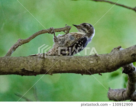 Foraging of Kogera ♀ Foraging of Kogera ♀ 130912909