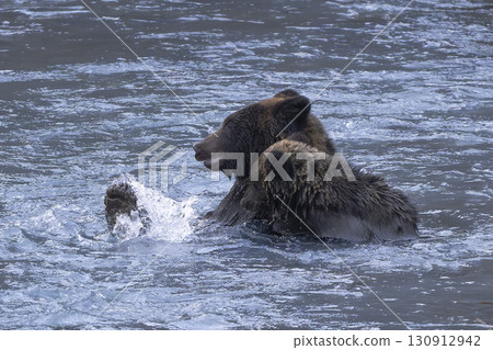 河裡的棕熊媽媽和孩子 130912942