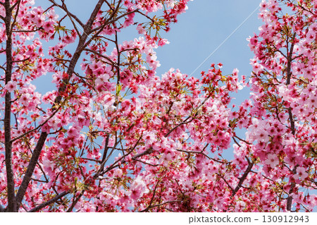 Cherry Blossoms	 130912943