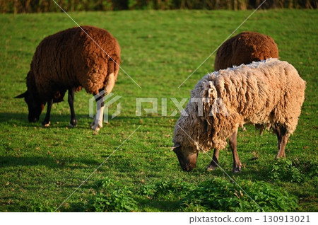 Sheep grazing in the field. Concept for animals and agriculture. Sheep grazing in the field. Concept for animals and agriculture. 130913021
