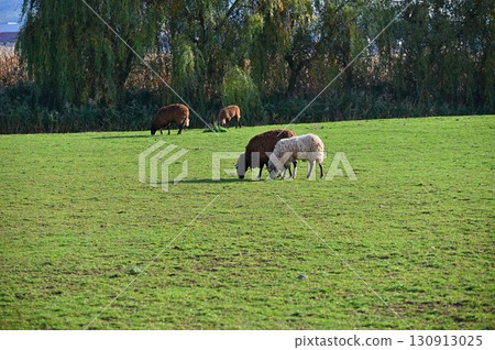 Sheep grazing in the field. Concept for animals and agriculture. Sheep grazing in the field. Concept for animals and agriculture. 130913025
