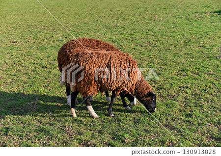 Sheep grazing in the field. Concept for animals and agriculture. 130913028