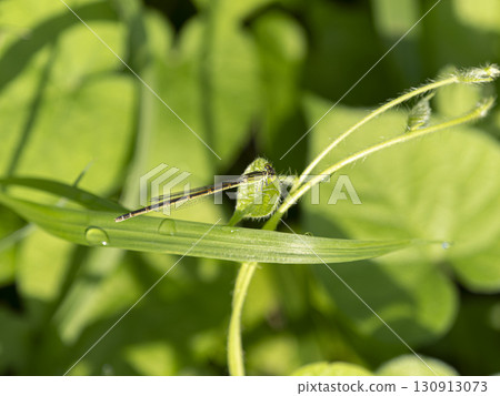 A female Asian damselfly resting on grass in a field A female Asian damselfly resting on grass in a field 130913073