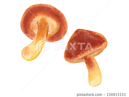 香菇插圖向量 130913131