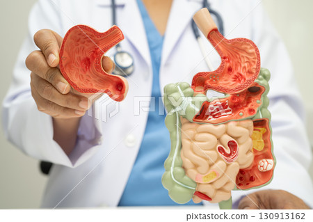 Digestive system with stomach and intestine, Asian doctor holding human anatomy model for study diagnosis and treatment in hospital. 130913162