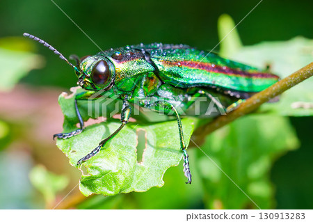 A Japanese jewel beetle with water droplets A Japanese jewel beetle with water droplets 130913283
