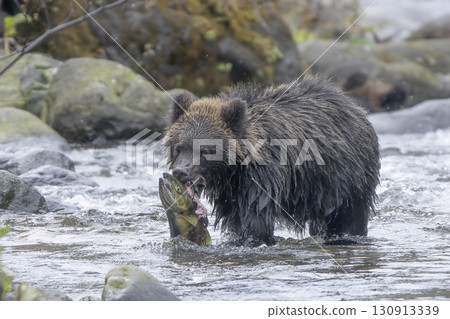 一隻小熊嘴裡叼著一隻大獵物 130913339