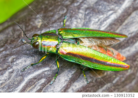 一隻正在展翅的日本寶石甲蟲 130913352