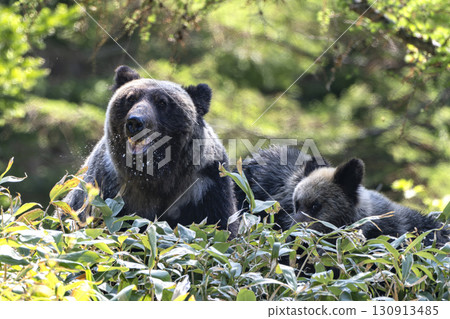 父母和孩子棕熊在森林裡 父母和孩子棕熊在森林裡 130913485