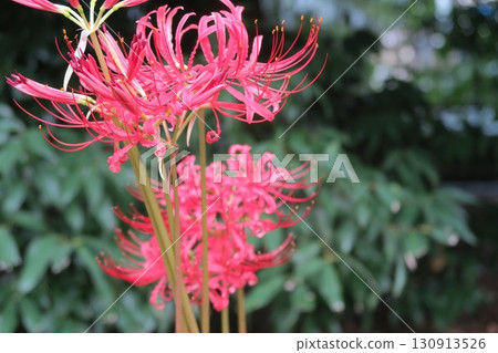 舊芝離宮恩賜庭園的紅花開始綻放 130913526