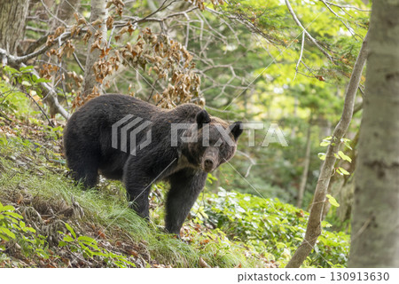 Brown bear on the hiking trail 130913630