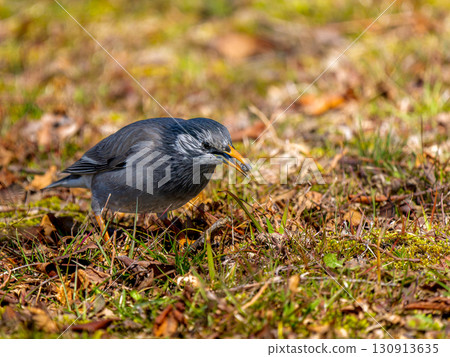 走在地上的八哥 走在地上的八哥 130913635