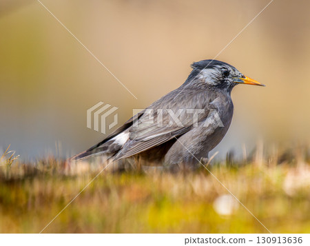 走在地上的八哥 130913636