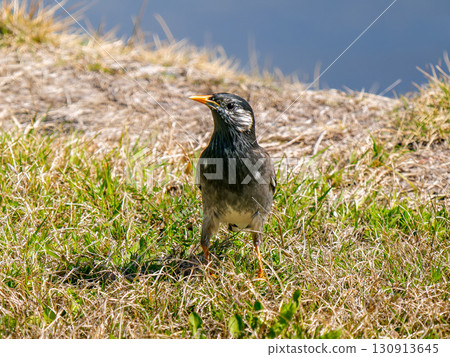 Starling walking on the ground 130913645