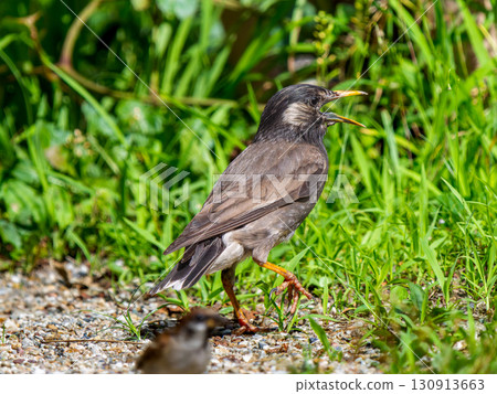 Starling walking on the ground Starling walking on the ground 130913663