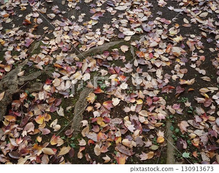 The fallen leaves of Rikugien Garden in late autumn The fallen leaves of Rikugien Garden in late autumn 130913673