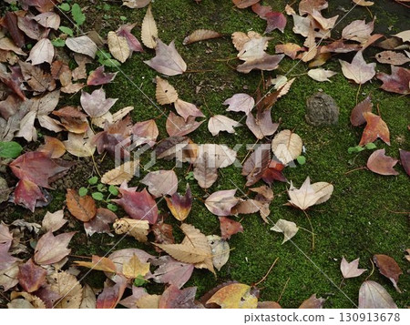 The fallen leaves of Rikugien Garden in late autumn The fallen leaves of Rikugien Garden in late autumn 130913678
