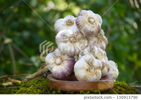 Bunch of fresh garlic bulbs resting on wooden plate and moss Bunch of fresh garlic bulbs resting on wooden plate and moss 130913790
