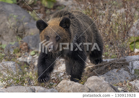 河邊棕熊 130913928