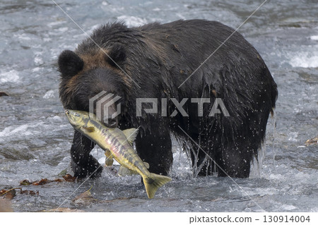棕熊嘴裡叼著一條魚 棕熊嘴裡叼著一條魚 130914004
