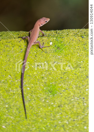 日本草蜥爬上石階 130914044