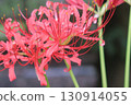 Red spider lilies fluttering about in the Kyu-Shiba Rikyu Gardens 130914055