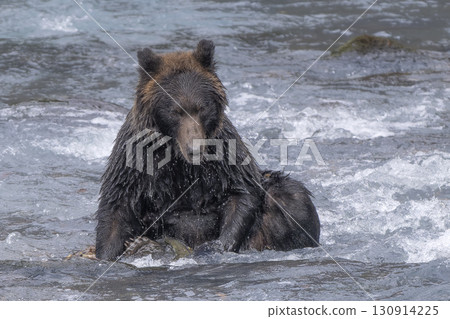 棕熊盤腿而坐 130914225