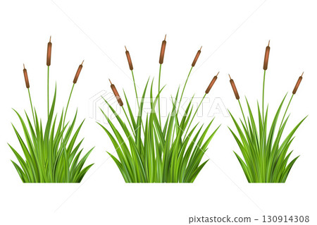 Swamp grass reed on marsh. Cattail isolated on white background. Bulrush vector illustration. Green foliage aquatic plants. Summer thicket of riverside. 130914308