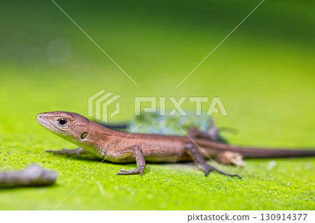 The surprisingly cute Japanese grass lizard The surprisingly cute Japanese grass lizard 130914377