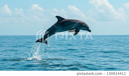 Dolphin Dolphin 130914411