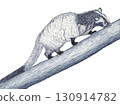 Palm civet _ fountain pen drawing 130914782