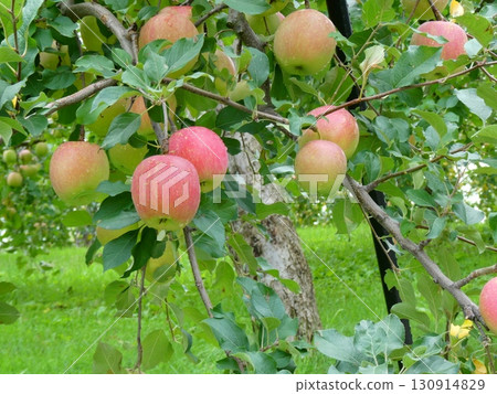 Apple Orchard (Aomori City, Aomori Prefecture) 130914829