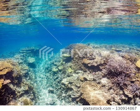 A school of blue-spotted damselfish, blue-spotted damselfish, and other fish. A huge coral reef and a school of tropical fish. Kabi Island, Okinawa Prefecture 130914867