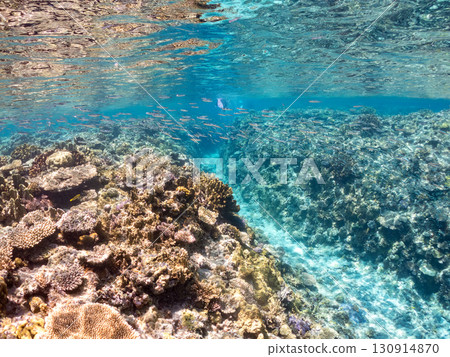 A school of blue-spotted damselfish, blue-spotted damselfish, and other fish. A huge coral reef and a school of tropical fish. Kabi Island, Okinawa Prefecture 130914870